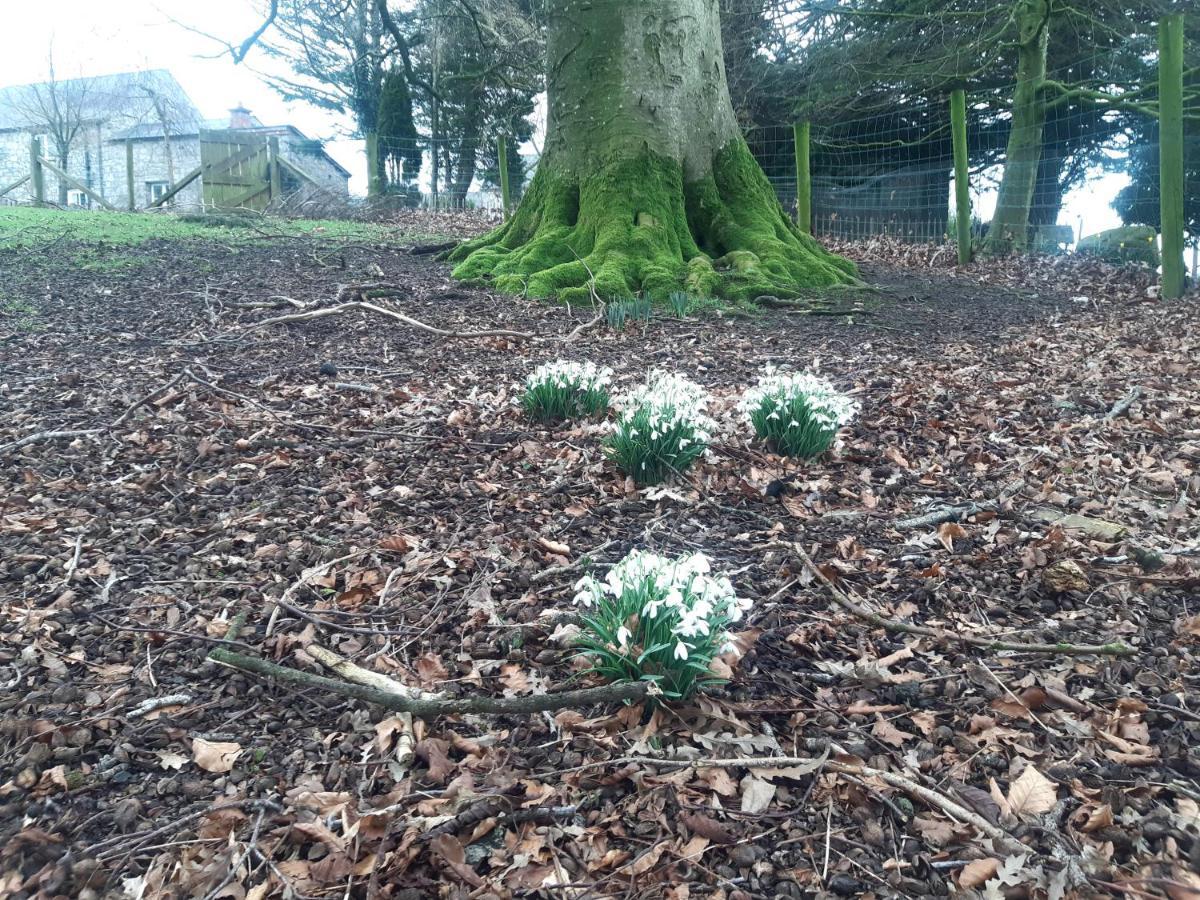 Bluebell Armagh
